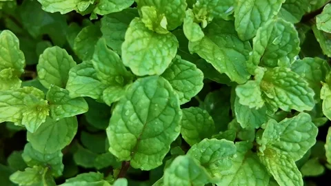 Fresh Mint Leaves with Dew Stock Footage 288684262