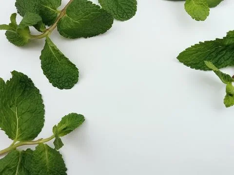 Fresh mint leaves frame with empty center on white background Stock Photos