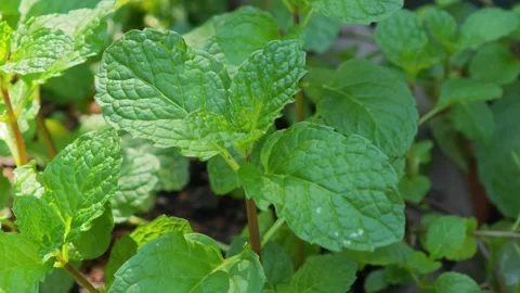 Fresh mint leaves in the garden. Stock Footage 335088785