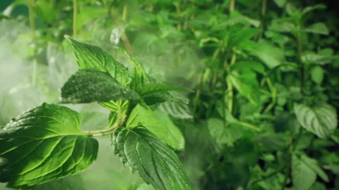 Fresh mint leaves for human consumption. Stock Footage 143440490