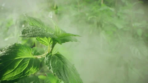 Fresh mint leaves for human consumption. Video stock 143441067