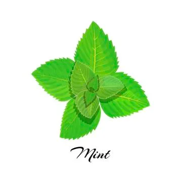 	Fresh mint leaves Stock Illustration