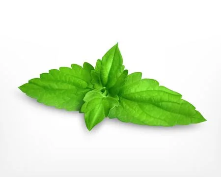Fresh mint leaves Stock Illustration