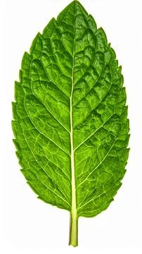 Fresh Mint Leaves Isolated on White Background, Mentha spp. Cooling Aromati.. Stock Photos