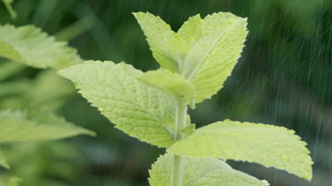 Fresh mint leaves.  Mint leaves with dew drops. Video stock 280211121