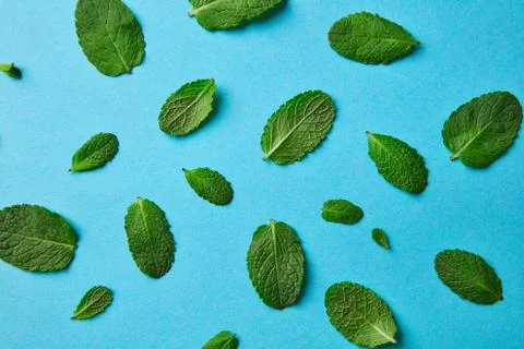 Fresh mint leaves pattern in blue background Stock Photos