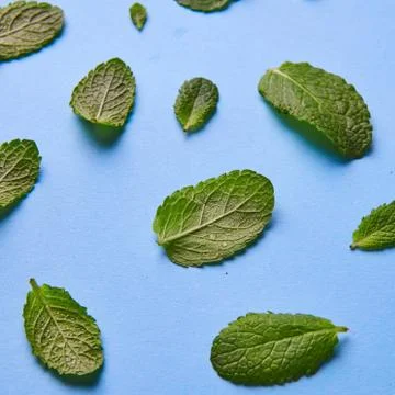 Fresh mint leaves pattern isolated on blue, top view Stock Photos