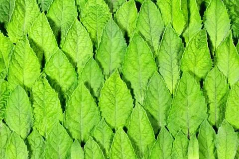 Fresh mint leaves pattern Stock Photos