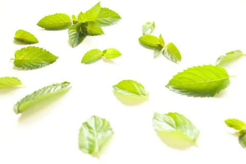 Fresh mint leaves pattern Stockfoto's