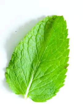 Fresh mint leaves Stock Photos