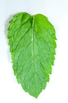 Fresh mint leaves Stock Photos