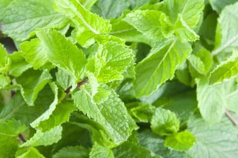 Fresh mint leaves Stock Photos