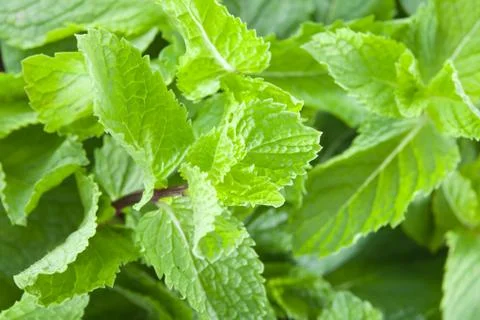 Fresh mint leaves Stock Photos