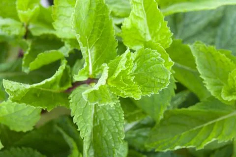 Fresh mint leaves Stock Photos