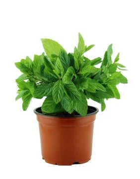 Fresh mint leaves Stock Photos