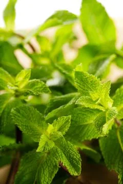 Fresh mint leaves Stock Photos