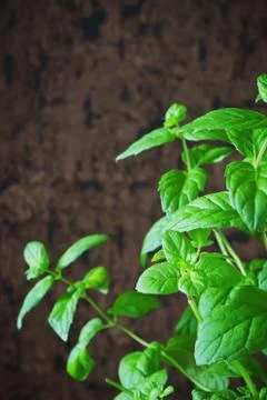 Fresh mint leaves Stock Photos