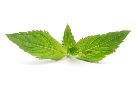 Fresh mint leaves Stock Photos