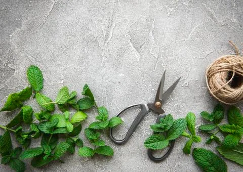 Fresh mint leaves Foto stock