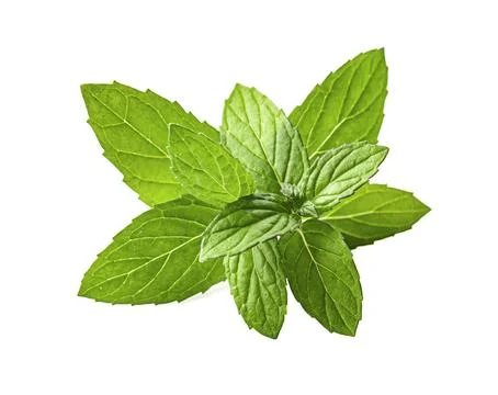 Fresh mint leaves Stock Photos