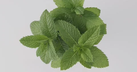 Fresh Mint leaves rotating on white background. Spearmint Vidéo 130702389