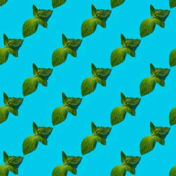 Fresh mint leaves seamless pattern on blue background. Stock Photos