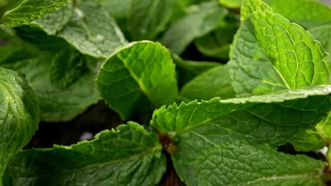 Fresh mint leaves. Sliding probe shot through green mint branches on wooden 스톡 동영상 136582453