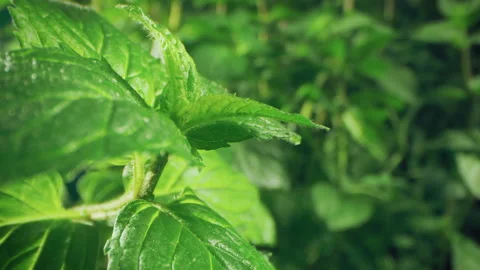 Fresh mint leaves. Sliding probe shot through green mint branches on wooden Video stock 143439340