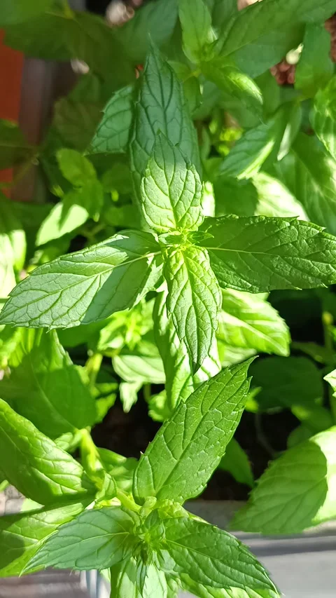 Fresh mint leaves in the sun Stock Footage 342224403