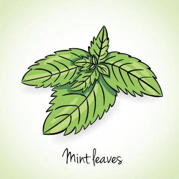 Fresh mint leaves, vector Stock Illustration