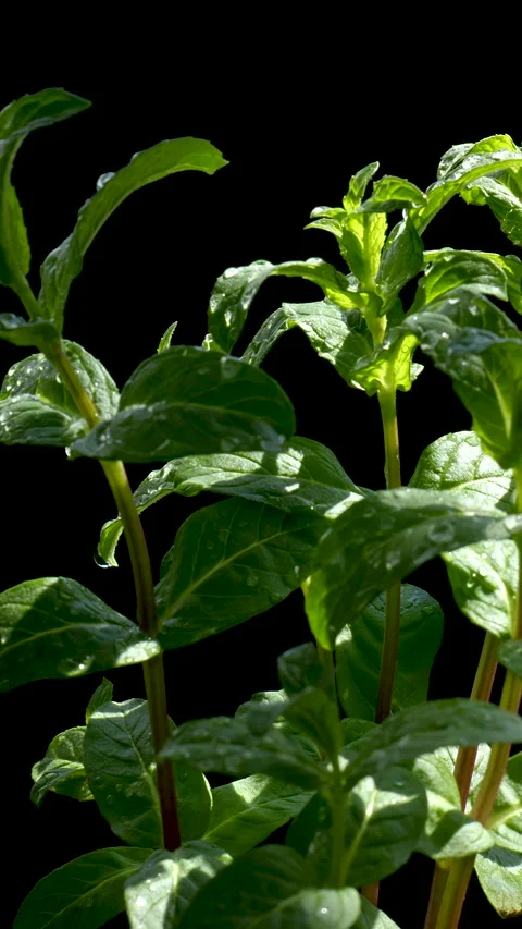 Fresh mint leaves with water drops isolated on black background Stock Footage 336178001