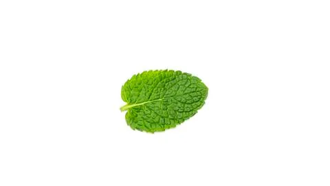 Fresh mint leaves on a white background. Stock Photos
