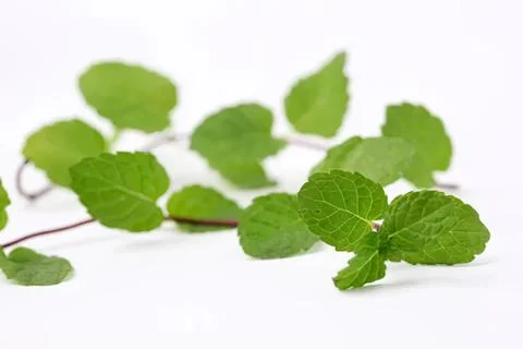 Fresh mint leaves on white background for cooking or tea Stock Photos