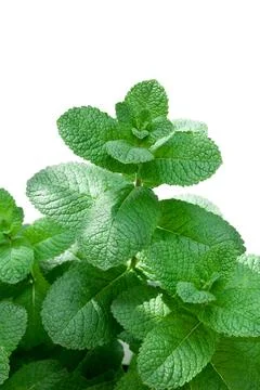 Fresh mint (melissa) on a white background Stock Photos