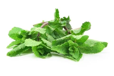 Fresh Mint. Stock Photos