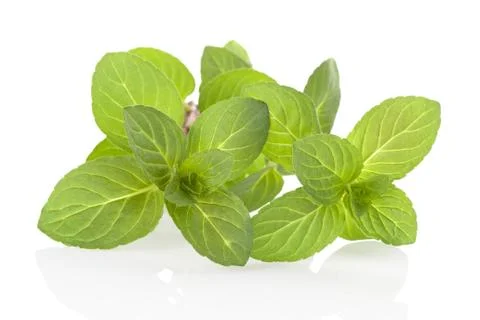 Fresh mint. Stock Photos