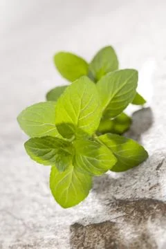 Fresh mint. Stock Photos