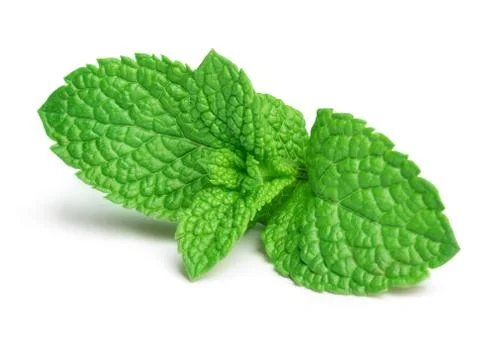 Fresh mint Stock Photos