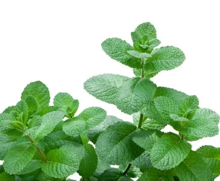 Fresh mint Stock Photos