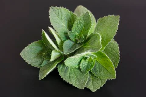 Fresh mint Stock Photos