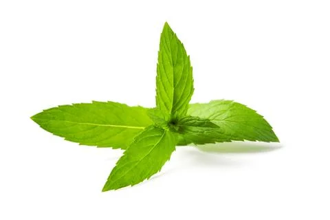 Fresh mint Stock Photos