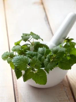 Fresh mint Stock Photos