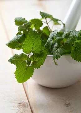 Fresh mint Stock Photos