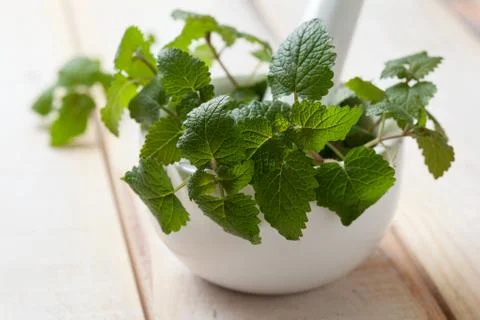 Fresh mint Foto stock
