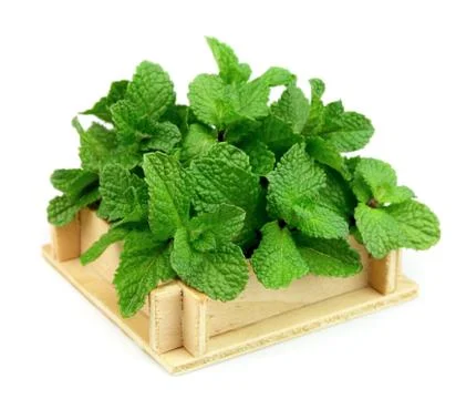 Fresh mint Stock Photos