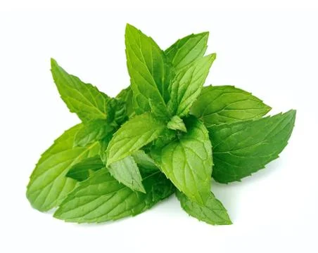 Fresh mint Stock Photos