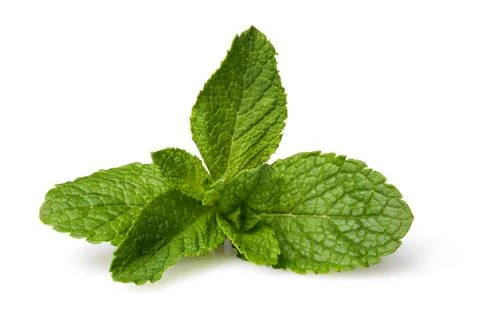Fresh mint Stock Photos