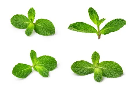 Fresh mint Stock Photos