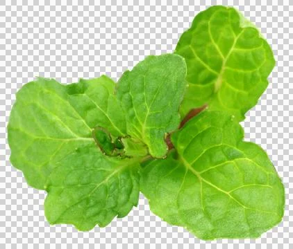 Fresh mint Stock Photos