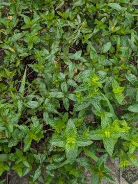 Fresh mint plant texture Stock Photos